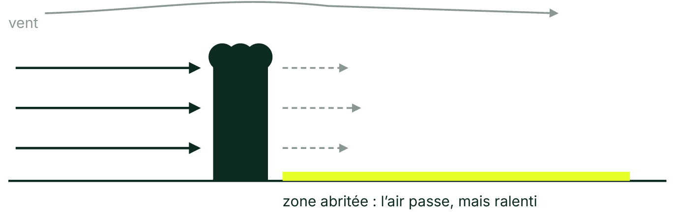 Schéma : le vent traverse une haie et ressort ralenti, créant une zone abritée étendue derrière elle