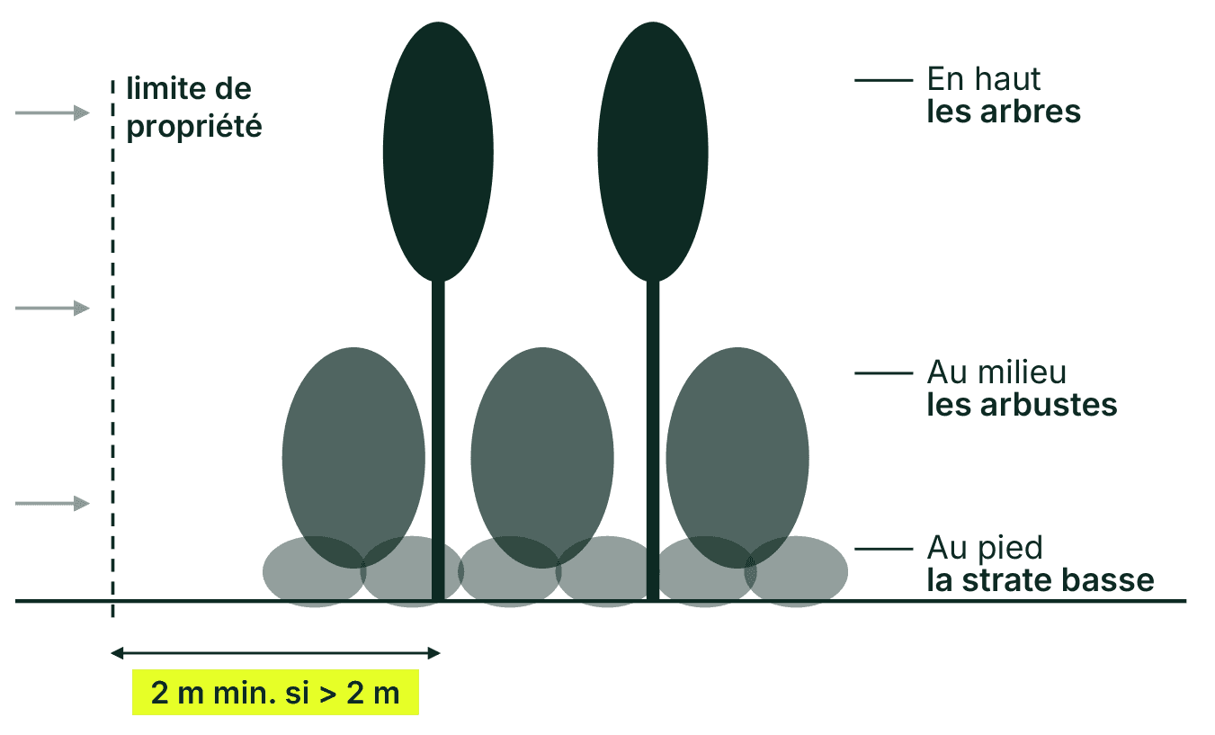 Schéma en coupe d'une haie en trois étages, arbres, arbustes et strate basse, avec la limite de propriété et la distance de 2 mètres minimum pour les arbres de plus de 2 mètres